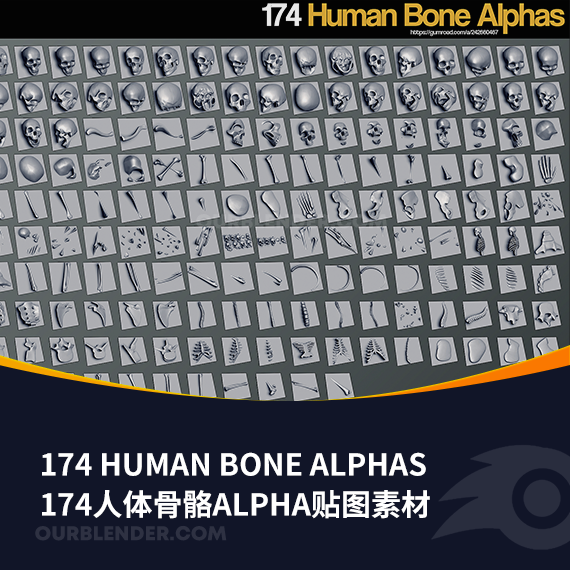 174人体骨骼alpha贴图素材174 Human Bone Alphas