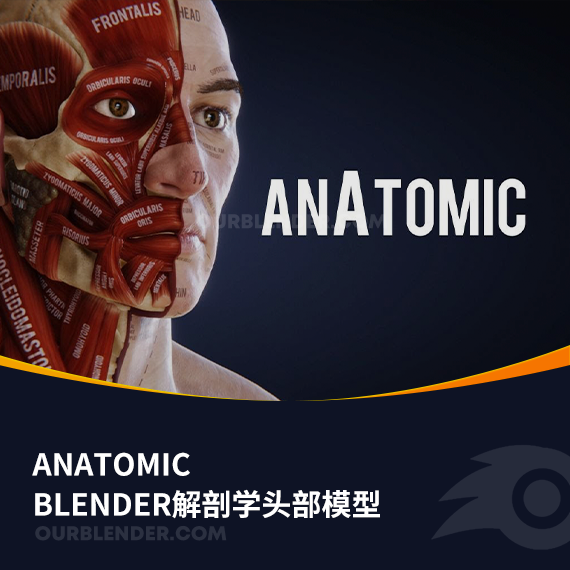 Blender解剖学头部模型插件anatomic